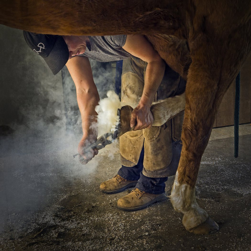 Award Honour Inge Riis McDonald Farrier Visit